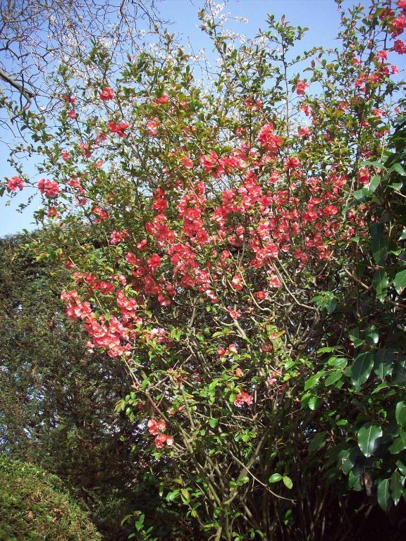 B&B La Buissonniere Xhoris Dış mekan fotoğraf